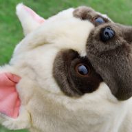 Craftsman Golf French bulldog Animal, view 3 of 5