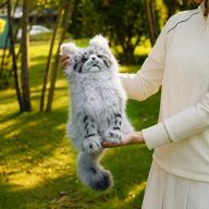 Craftsman Golf Realistic Maine Coon Cat, view 5 of 5