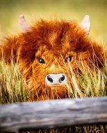 Pins and Aces Highland Cow, view 2 of 48