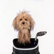 Daphne's Headcovers Scruffy Dog, view 1 of 2